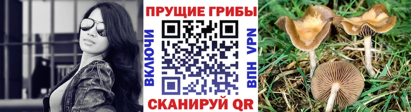 Галлюциногенные грибы Psilocybine cubensis  Салехард 